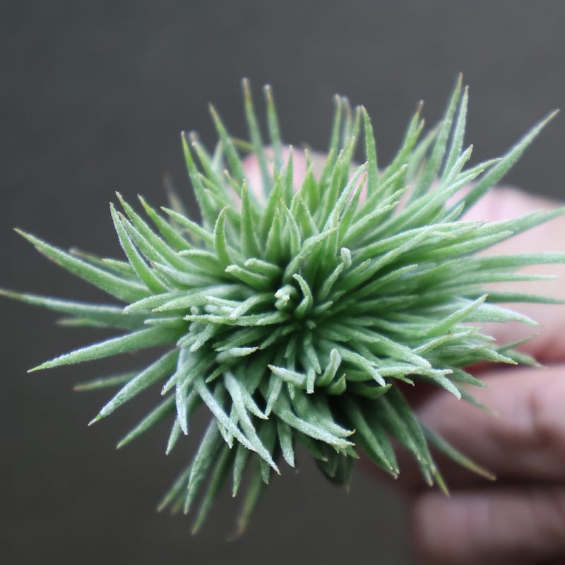 Tillandsia イオナンタ モンストローサ イオナンタ モンストローサ | チランジア+エレクトロニクス