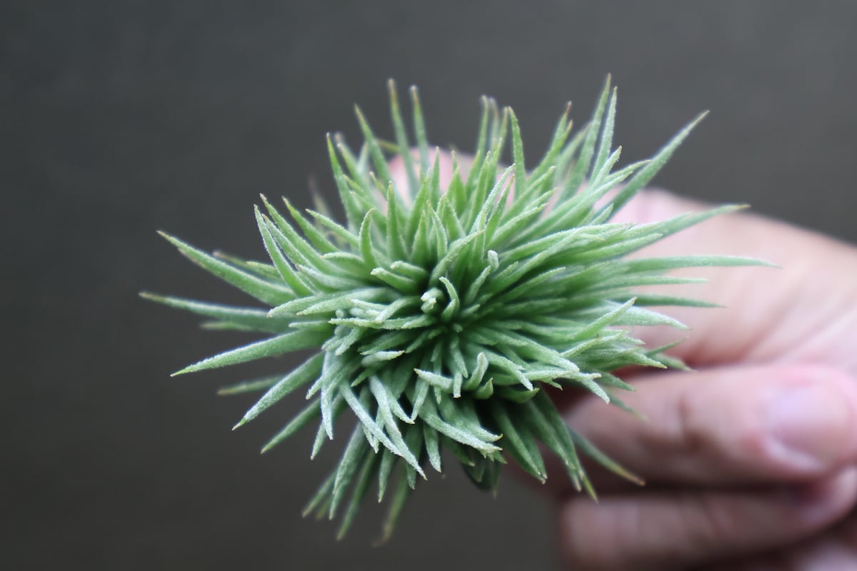 イオナンタ モンストローサ 17号 | air-plants TENGU-DO