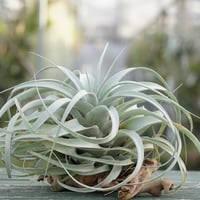 スタッフ特選】ゼチェリ | air-plants TENGU-DO