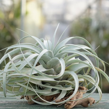 CATEGORY エアープランツ（ティランジア） | air-plants TENGU-DO