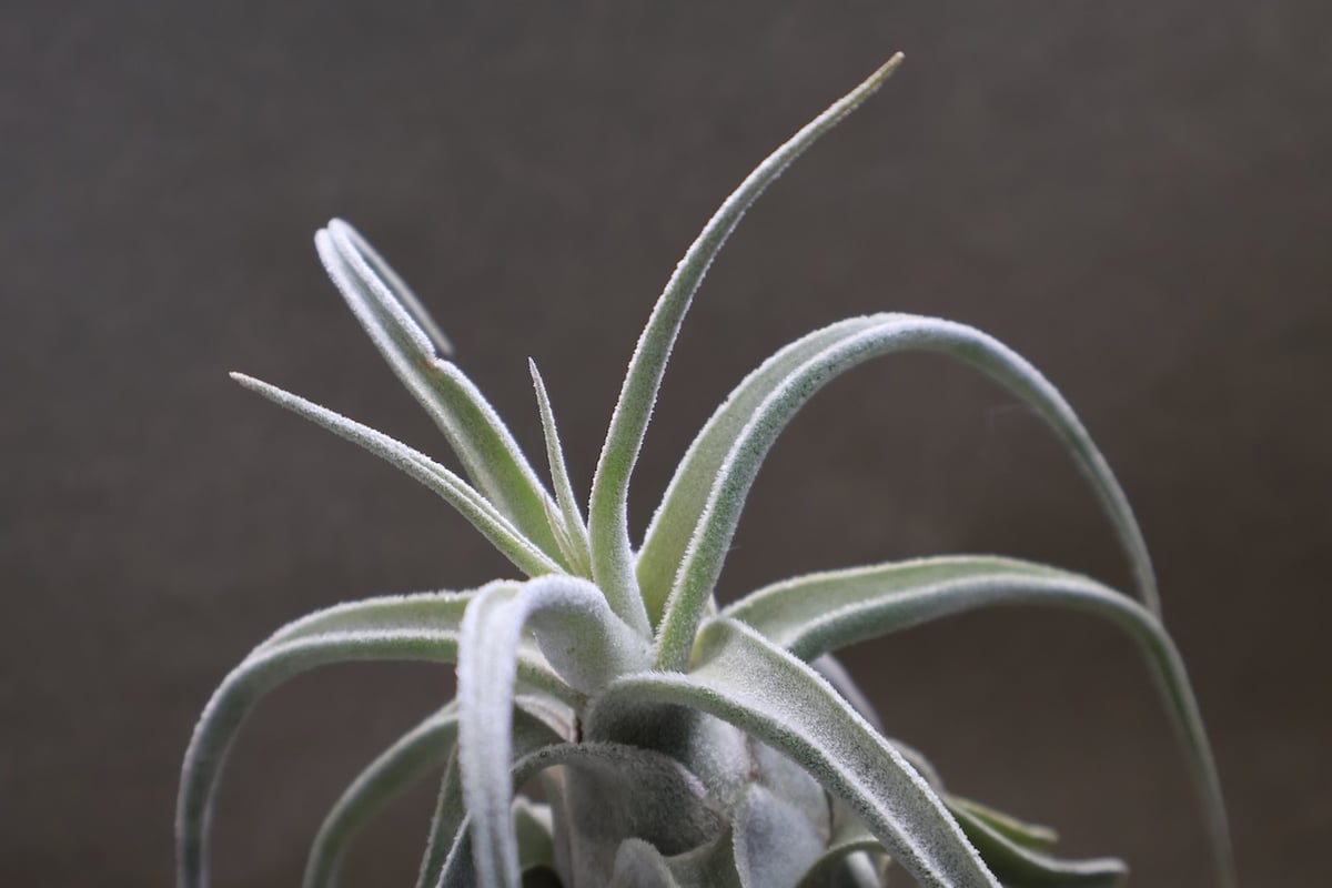 ルシール （ エーレルシアナ × ストレプトフィラ ） 15号 | air-plants