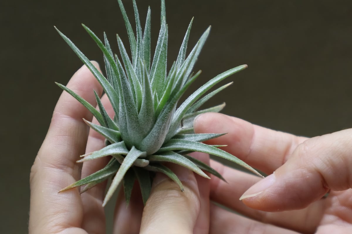 イオナンタ　バンハイニンギー　と　アルビノ イオナンタ バンハイニンギー と アルビノ