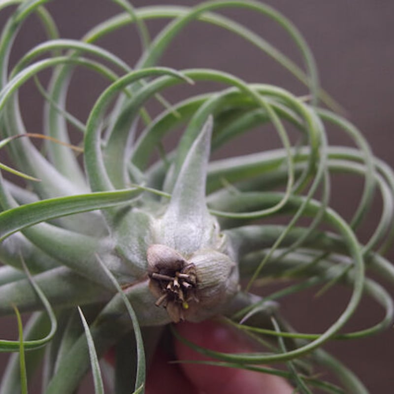 コンコロール × ストレプトフィラ 11号 | air-plants TENGU-DO