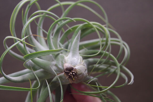 コンコロール × ストレプトフィラ 11号 | air-plants TENGU-DO