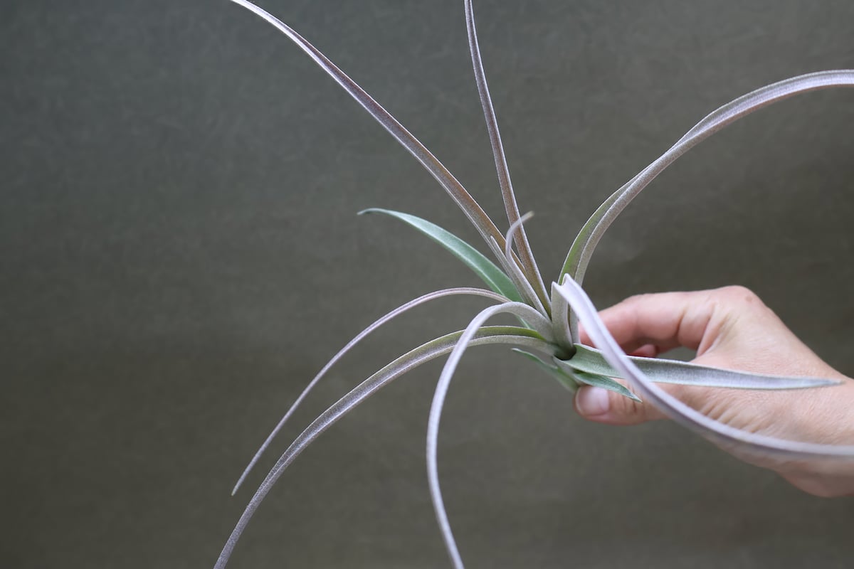 レディフォーリフトオフ （ バルビシアナ x エクセルタ ） Sサイズ01号