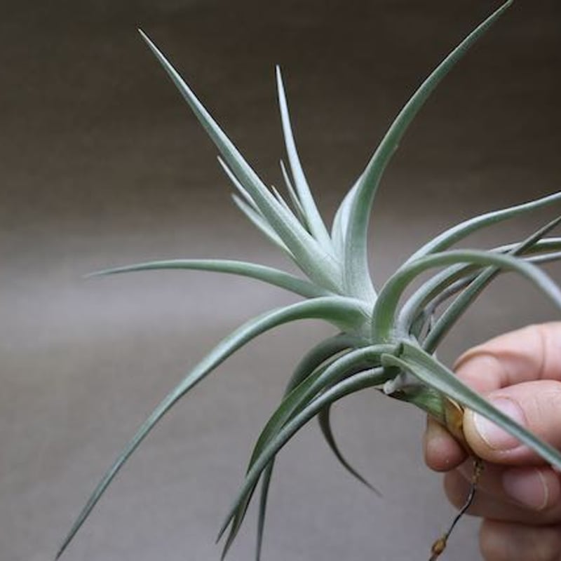 アエラントス ジャイアント 04号 | air-plants TENGU-DO
