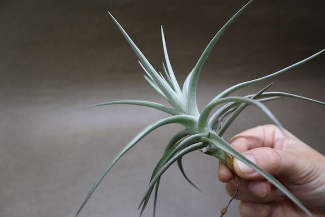 アエラントス ジャイアント 04号 | air-plants TENGU-DO