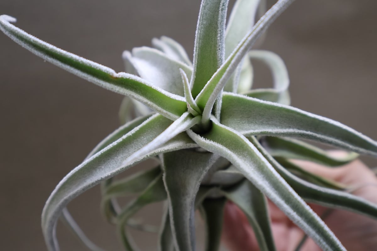 ルシール （ エーレルシアナ × ストレプトフィラ ） 15号 | air-plants