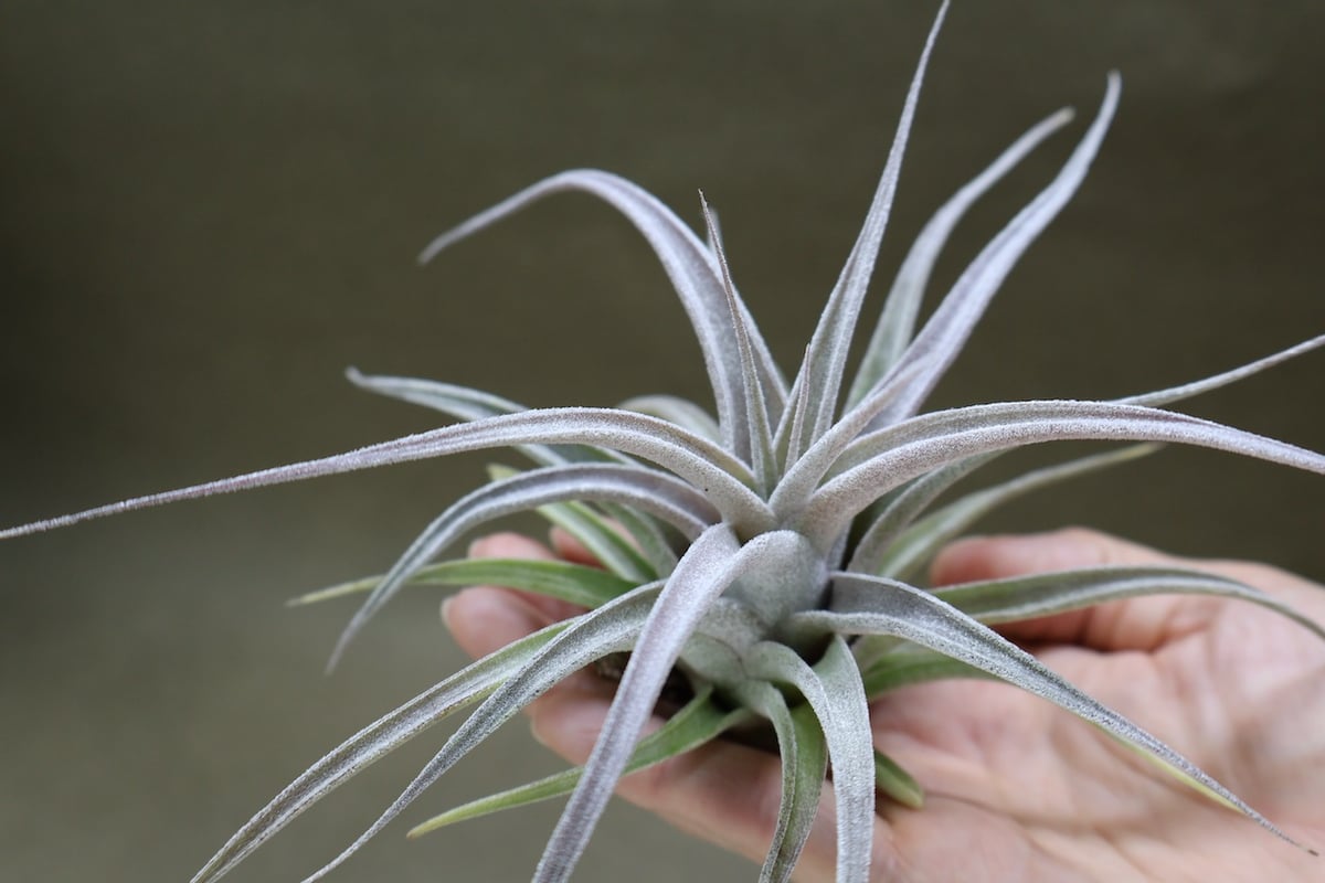 チランジア エーレルシアナ × チアペンシス チアペンシス × エーレルシアナ 05号 | air-plants TENGU-DO