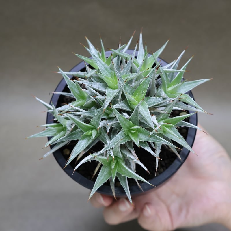 デウテロコニア ローレンツィアナ 18号 (Macata Bowl Long size5)