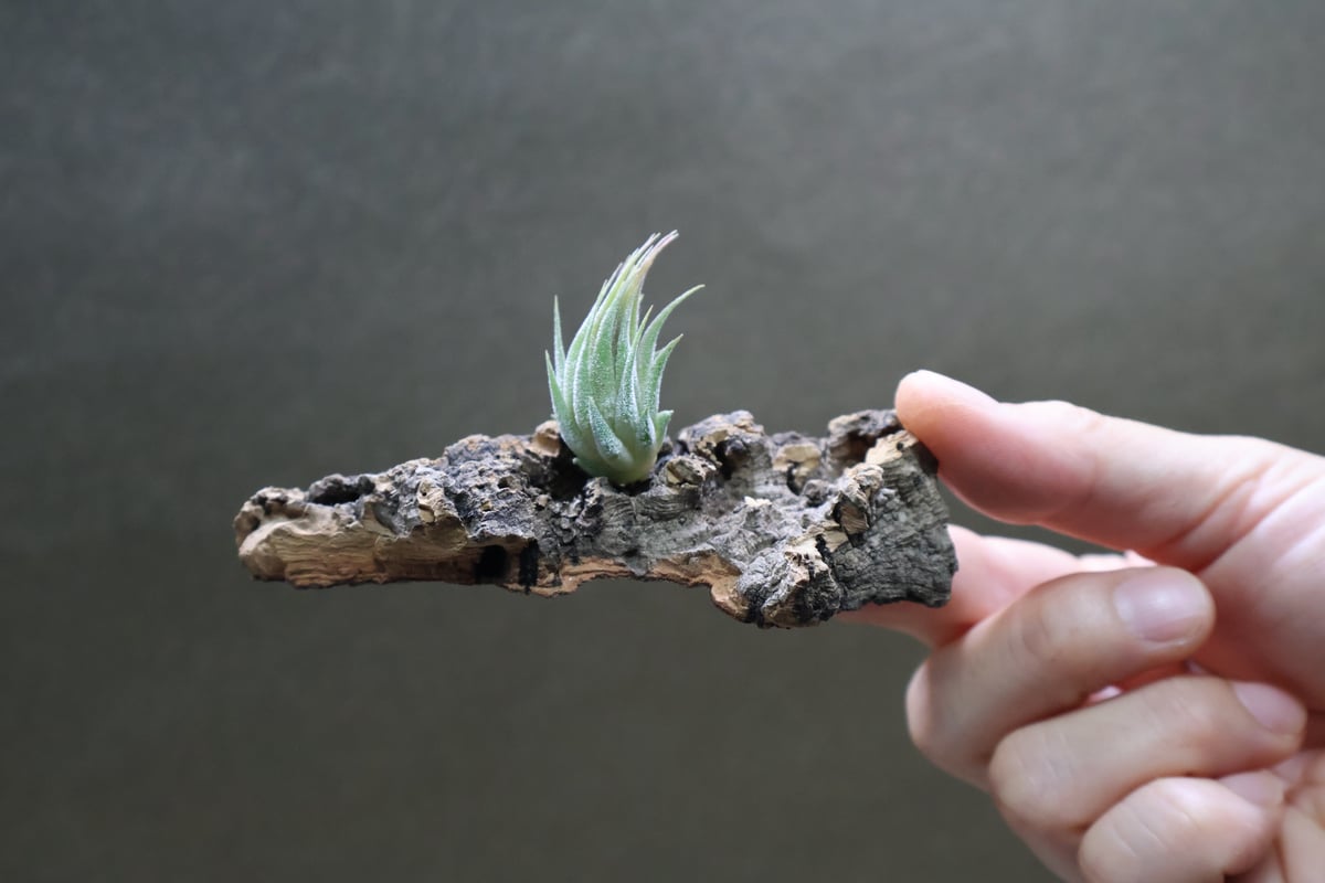 イオナンタ ピーナッツ 20号 | air-plants TENGU-DO