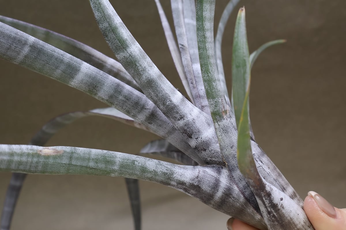 【現品】チランジア・ヒルダエ 　ティランジア・ヒルダエ　７号　P7番 ヒルダエ 57号 | air-plants TENGU-DO