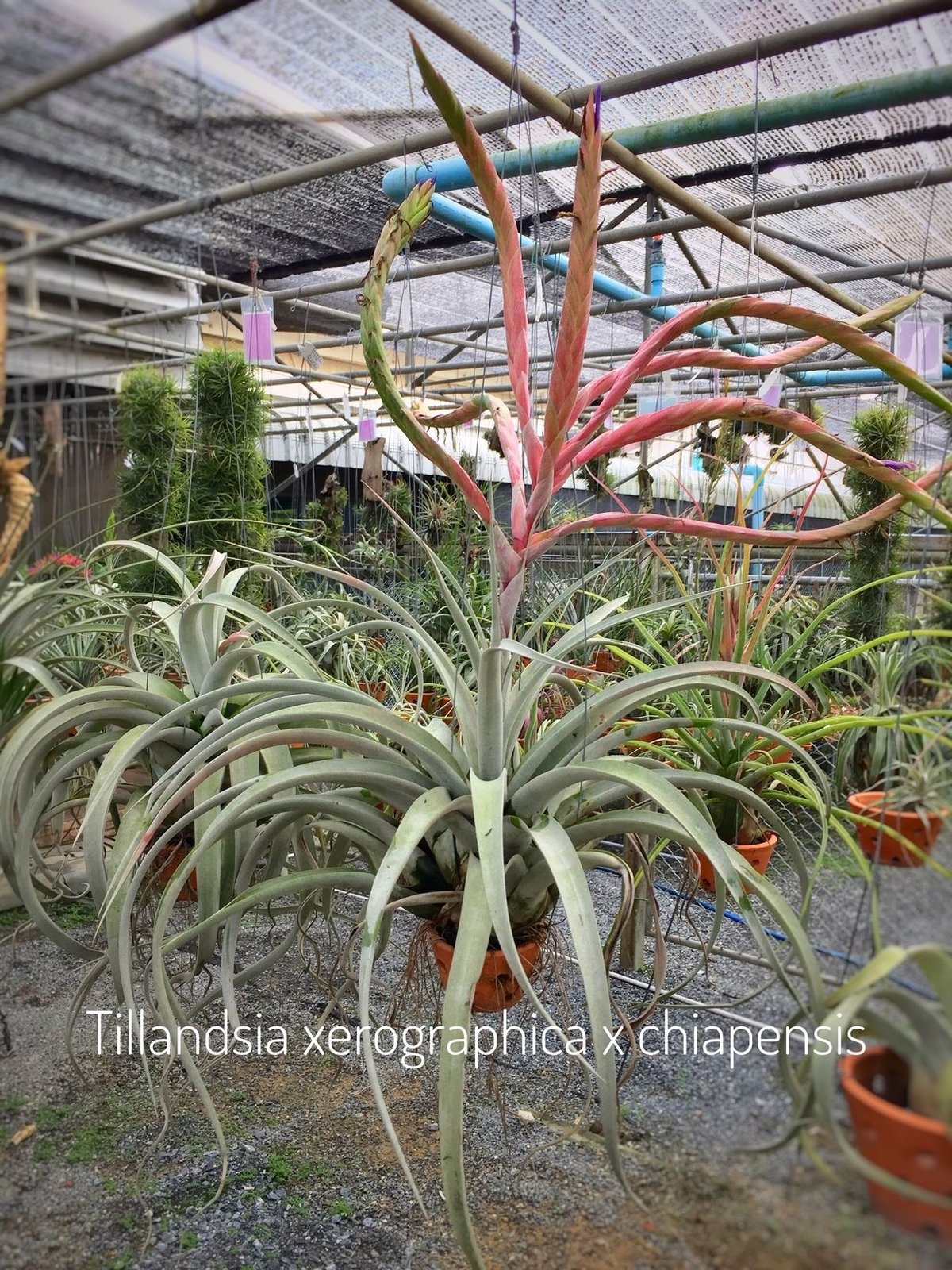 キセログラフィカ × チアペンシス 06号 | air-plants TENGU-DO キセログラフィカ × チアペンシス 06号 | air-plants TENGU-DO