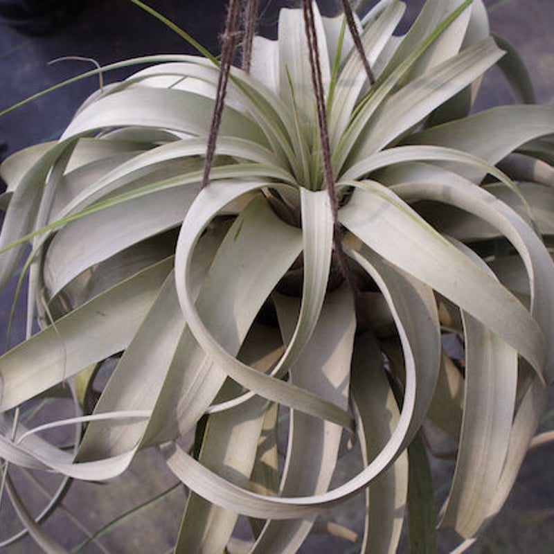 キセログラフィカ 特大2X Lサイズ 03号 | air-plants TENGU-DO