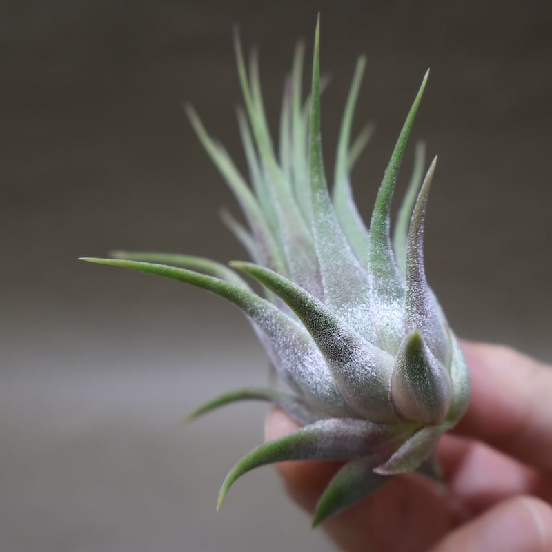 イオナンタ ストリクタ 08号 | air-plants TENGU-DO