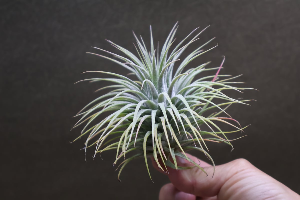 イオナンタ スノーボール イオナンタ スノーボール 01号 | air-plants TENGU-DO