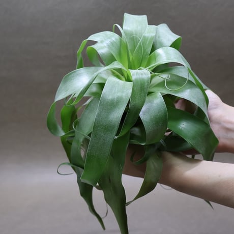 CATEGORY 品種名：I/J/K/L | air-plants TENGU-DO