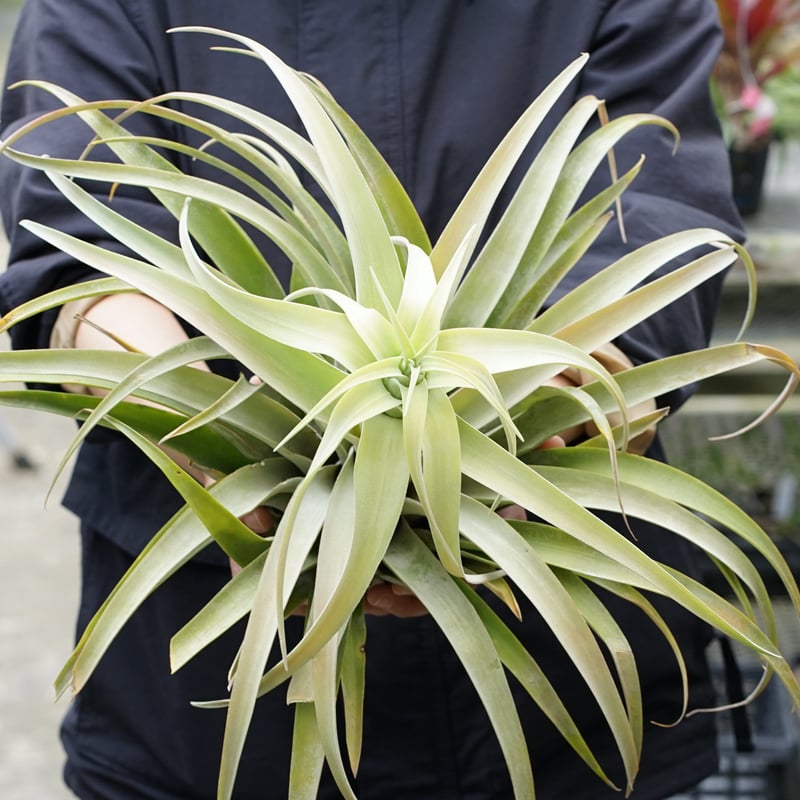 スタッフ特選】カピタータ シルバーローズ 2XLサイズ A号 | air-plants