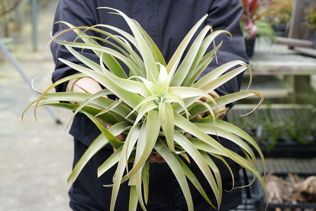 スタッフ特選】カピタータ シルバーローズ 2XLサイズ A号 | air-plants