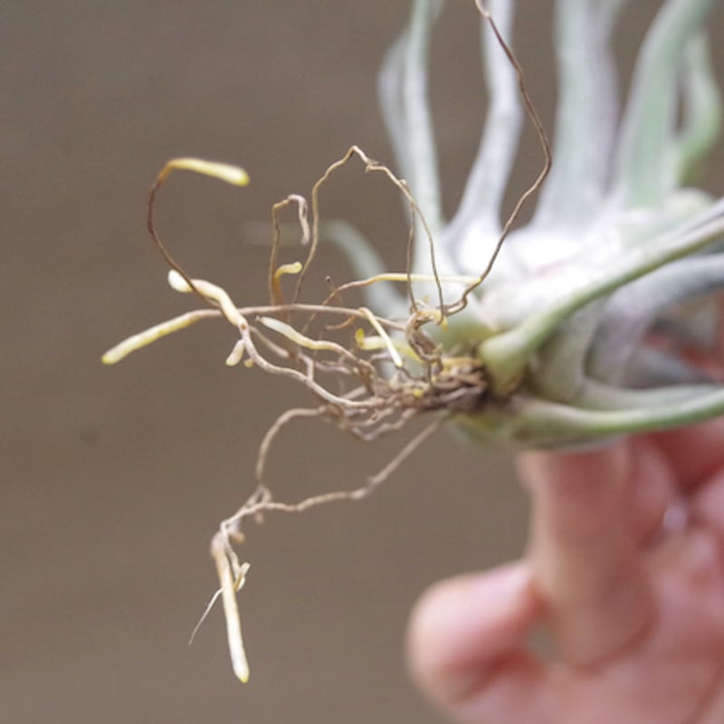 ショータイム × セレリアナ 01号 | air-plants TENGU-DO