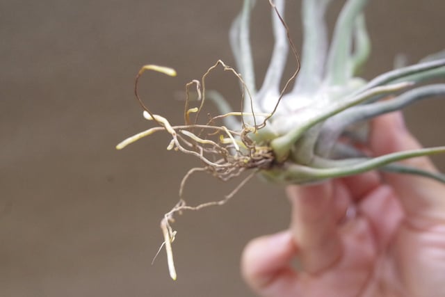 ショータイム × セレリアナ 01号 | air-plants TENGU-DO