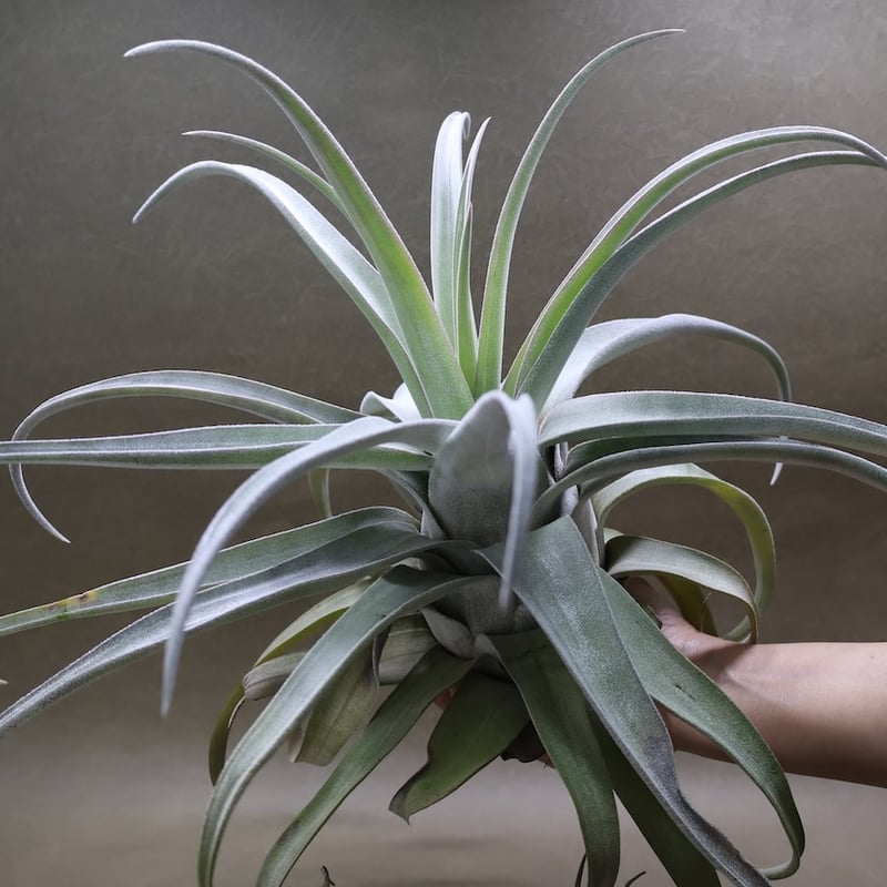 ベアコレアーレ（ストレプトフィラ x チアペンシス）05号 | air-plants