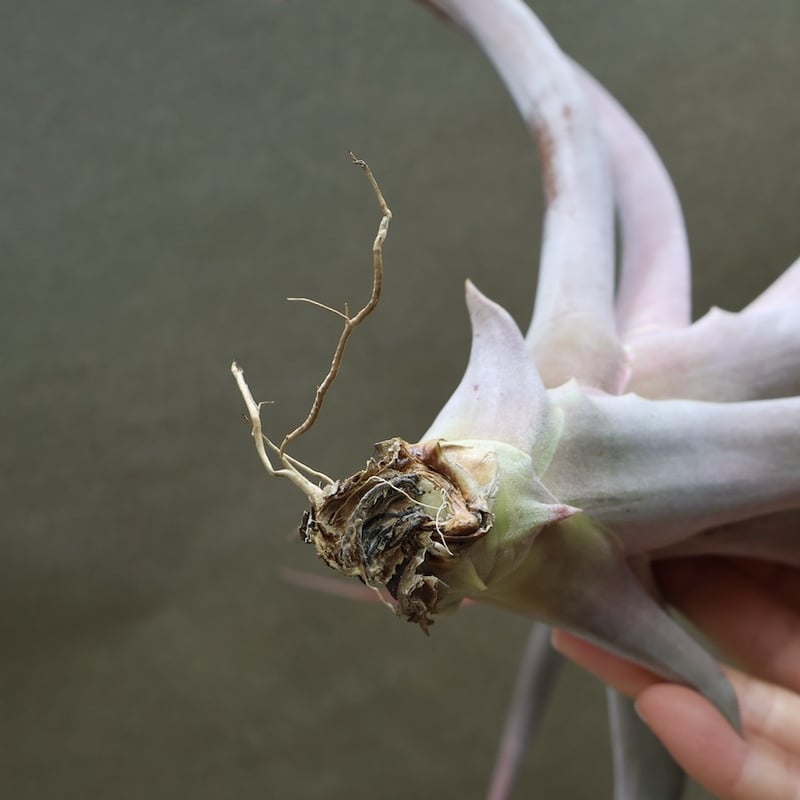 キセログラフィカ ×カピタータ マロン 07号 | air-plants TENGU-DO