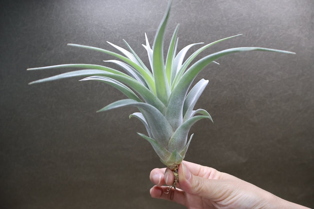 ティランジア・ファシクラータ・ホンジュレンシス チランジア・ファシクラータ・ホンジュレンシス Tillandsia