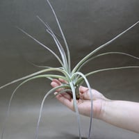 キセログラフィカ 特大2XLサイズ 05号 | air-plants TENGU-DO