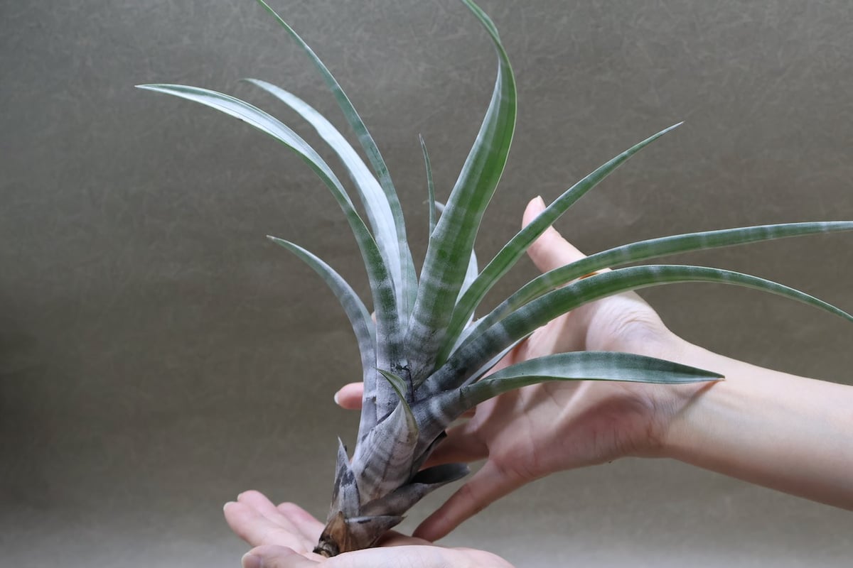 ヒルダエ 52号 | air-plants TENGU-DO