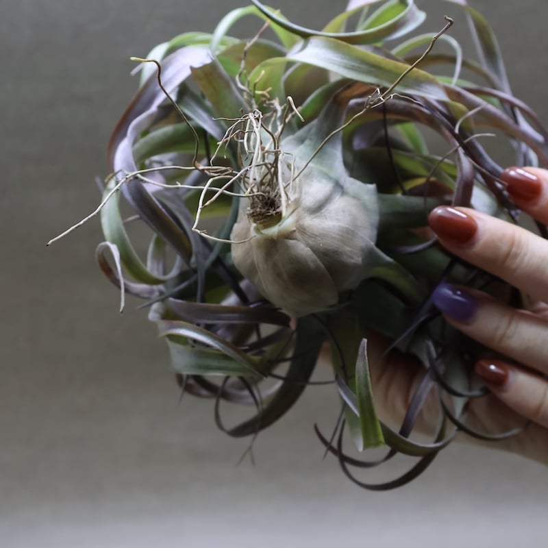 ラブノット（カピタータ×ストレプトフィラ）71号 | air-plants TENGU-DO