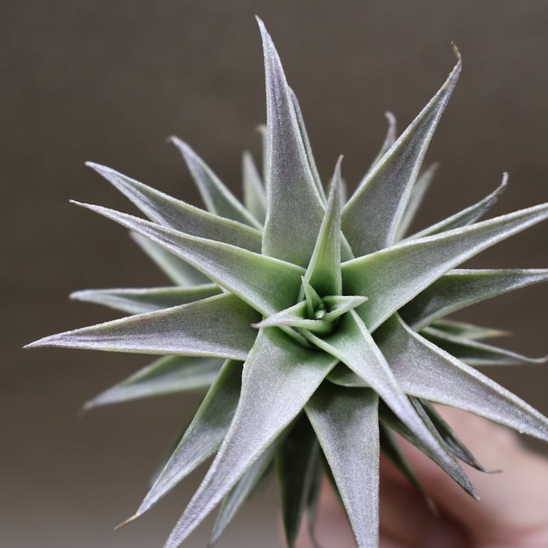 エディシアエ 65号 | air-plants TENGU-DO