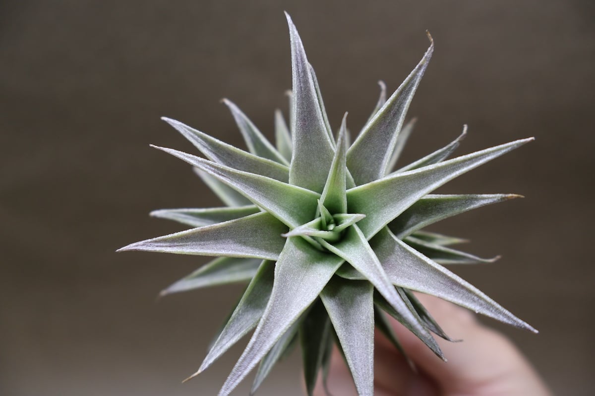 チランジア エディシアエ (T.edithiae)流木付け チランジア エディシアエ (T.edithiae)流木付け エディシアエ 49号