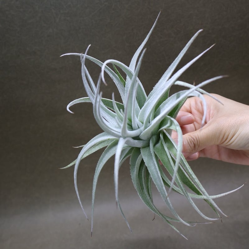 レクルビフォリア サブセクンディフォリア 23号 | air-plants TENGU-DO