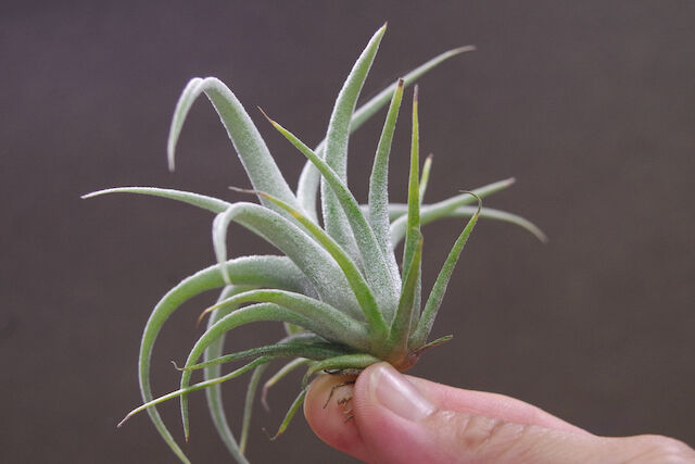 ベアコレアーレ × カプトメドーサエ ソノランスノー 03号 | air-plants