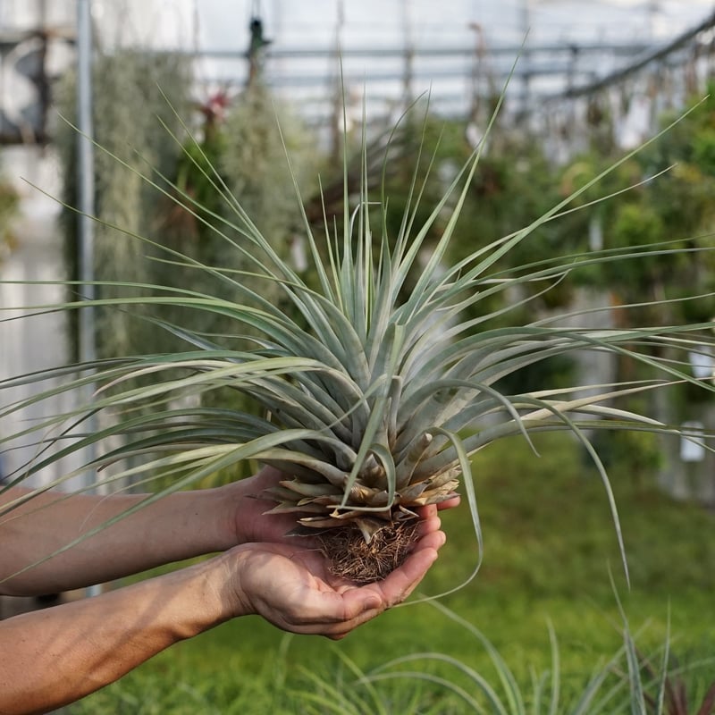 スタッフ特選】ファシクラータ・ロツンダータ 大株 | air-plants TENGU-DO