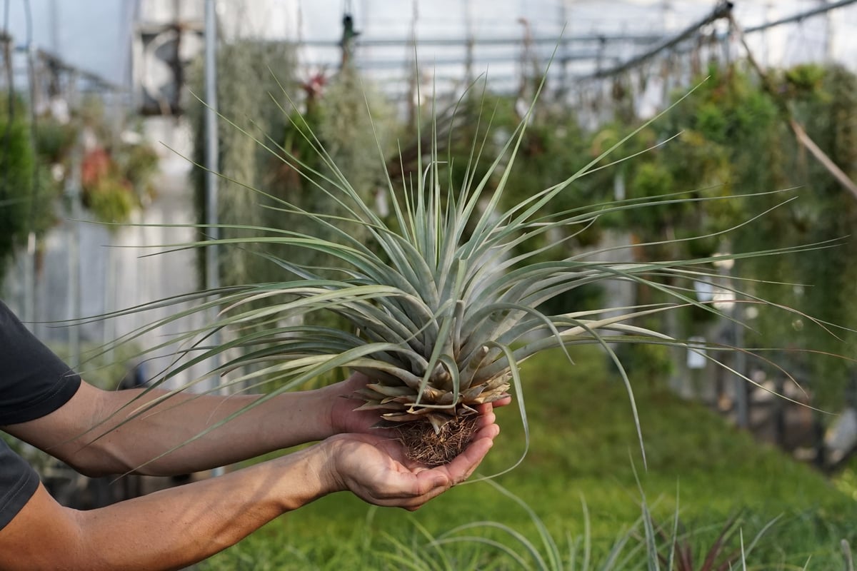 チランジア パドレ スタッフ特選】ファシクラータ・ロツンダータ 大株 | air-plants TENGU-DO