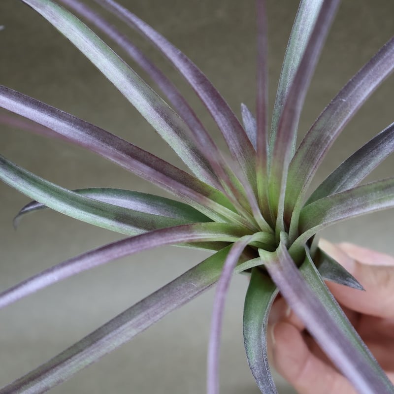 ヘザーズブラッシュ（ ブラキカウロス × エクセルタ ）27号 | air