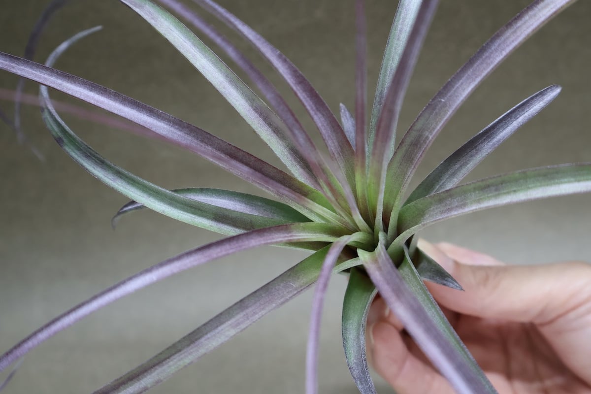 超希少❗️交配種❗️チランジア　ヘザーズブラッシュ （ブラキカウロス×エクセルタ）✨ ヘザーズブラッシュ（ ブラキカウロス × エクセルタ ）27号 | air