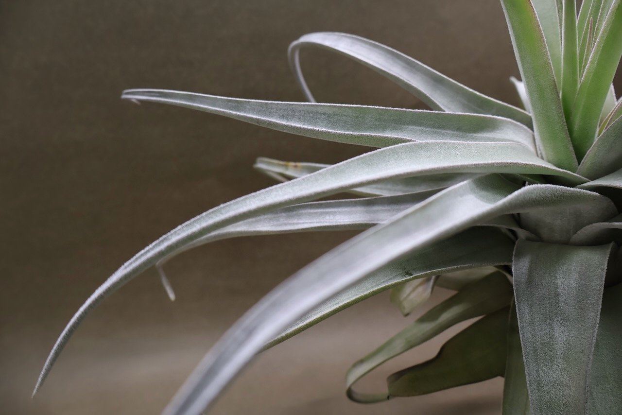 ベアコレアーレ（ストレプトフィラ x チアペンシス）05号 | air-plants