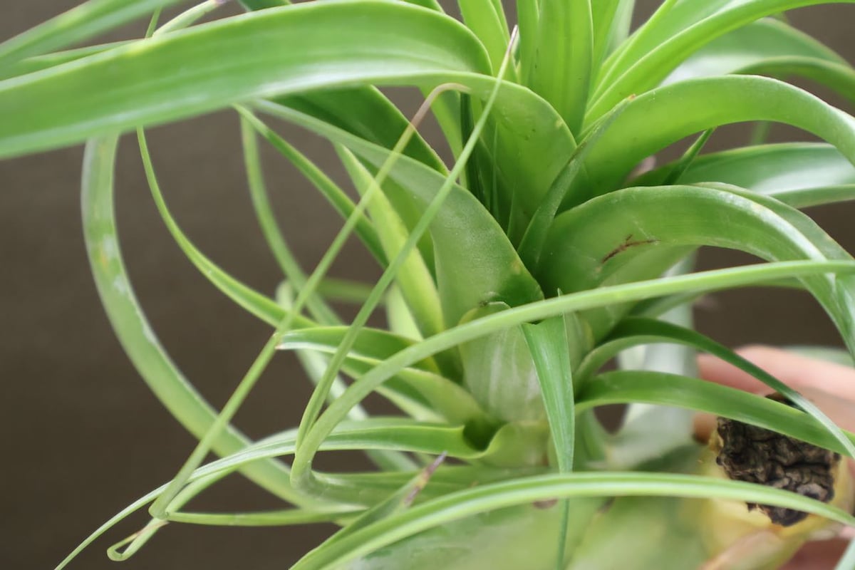 ロシー 04号 | air-plants TENGU-DO