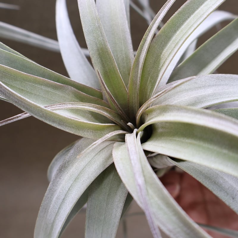 サカパネンシス 19号 | air-plants TENGU-DO
