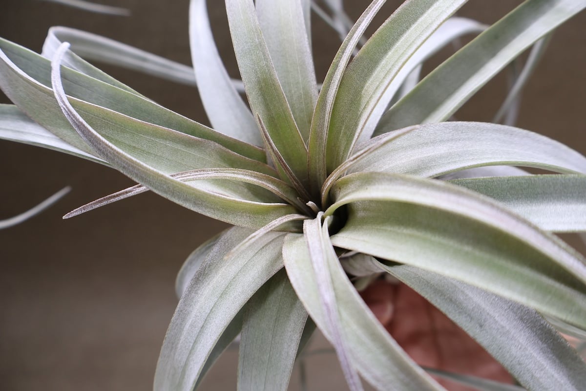 サカパネンシス 19号 | air-plants TENGU-DO