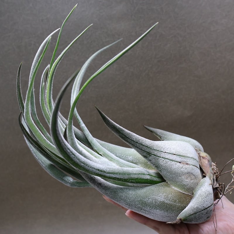 セレリアナ トリコームレス XL size 01号 | air-plants TENGU-DO