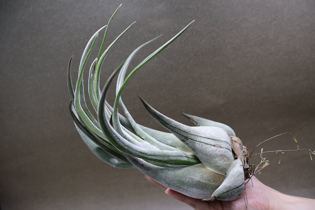 セレリアナ トリコームレス XL size 01号 | air-plants TENGU-DO