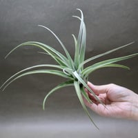 ローランドゴッセリニー × イオナンタバンハイニンギー 01号