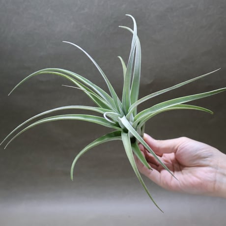 air-plants TENGU-DO