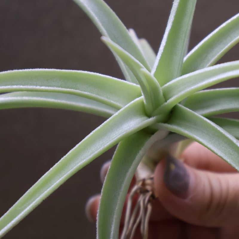 ロッテアエ 13号 | air-plants TENGU-DO