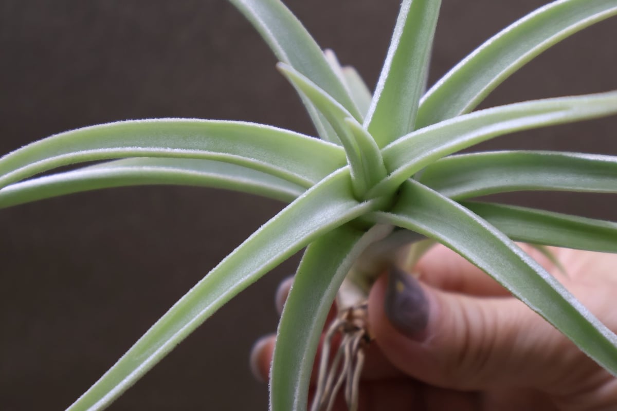 ロッテアエ 13号 | air-plants TENGU-DO