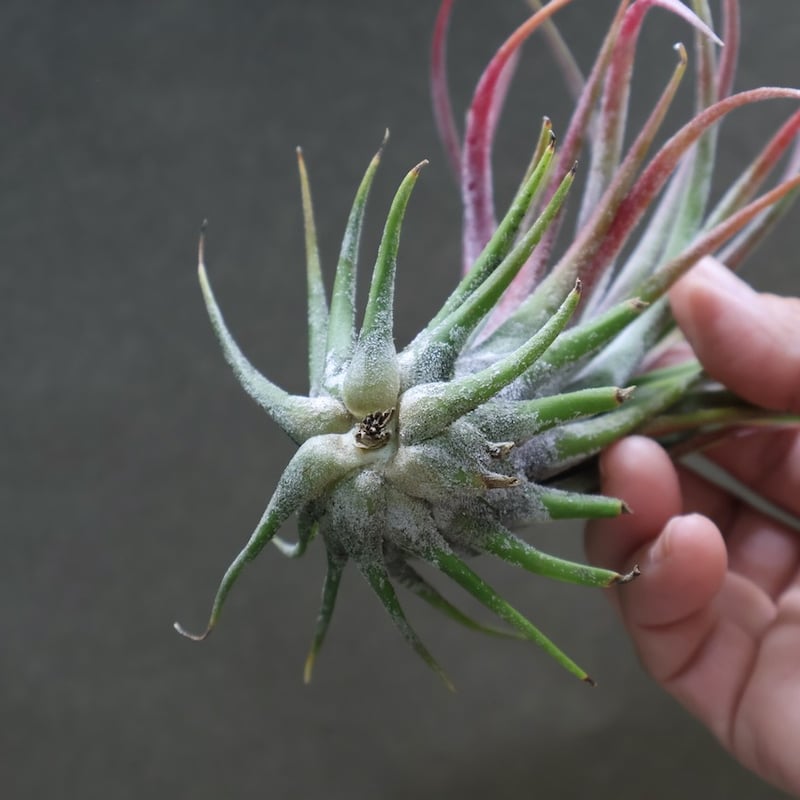 プルイノーサ × スカポーサ 03号 | air-plants TENGU-DO